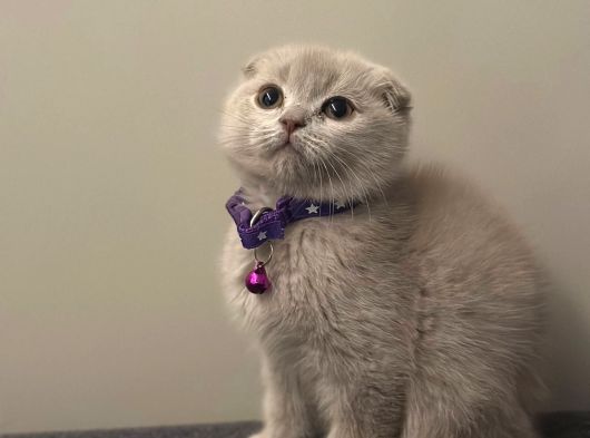 Show Kalite Scottish Fold Yavrularrr