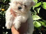 Tea Cup Kaliteli Kg Garantili Bebek