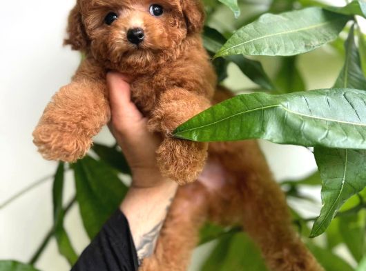 Renk Renk Toy Poodle Yavrulari Mi̇ni̇ Boy
