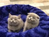 BRITISH SHORTHAİR  SCOTTISH FOLD YAVRULARIM