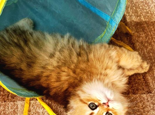 Muhteşem Kan Ve Güzellikte Yavrularımız Irk Ve Sağlık Garan görsel