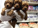Safkan Toy Poodle Yavrularımızı Görmeden Karar Vermeyiniz