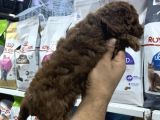 Safkan Toy Poodle Yavrularımızı Görmeden Karar Vermeyiniz