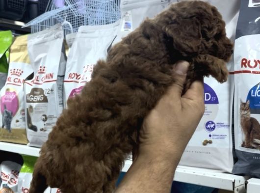 Safkan Toy Poodle Yavrularımızı Görmeden Karar Vermeyiniz görsel