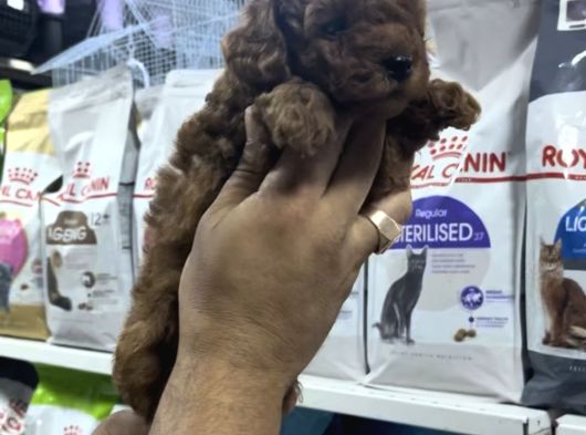 Safkan Toy Poodle Yavrularımızı Görmeden Karar Vermeyiniz görsel