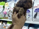 Safkan Toy Poodle yavrularımızı görmeden karar vermeyiniz