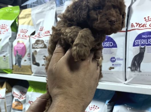 Safkan Toy Poodle Yavrularımızı Görmeden Karar Vermeyiniz