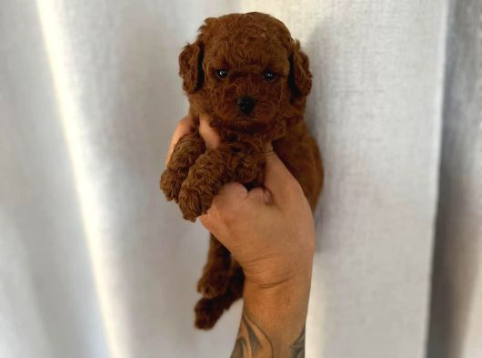 Renk Renk Toy Poodle Yavrulari Mi̇ni̇ Boy görsel