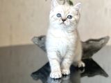 OKYANUS MAVİSİ GÖZLERE SAHİP BRİTİSH SHORTHAİR