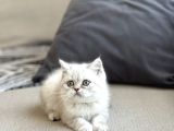 Ayi Surat Yeşi̇l Göz Bri̇ti̇sh Shorthai̇r Yavrum