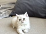 Ayi Surat Yeşi̇l Göz Bri̇ti̇sh Shorthai̇r Yavrum