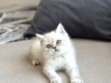 Ayi Surat Yeşi̇l Göz Bri̇ti̇sh Shorthai̇r Yavrum