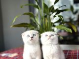 Scottish Fold Silver Poi̇nt Yavrularim