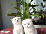 Scottish Fold Silver Poi̇nt Yavrularim