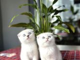 Scottish Fold Silver Poi̇nt Yavrularim