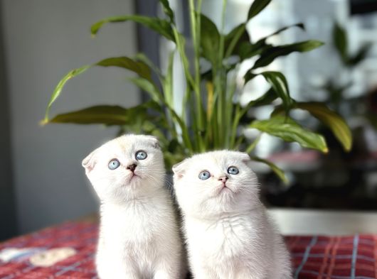 Scottish Fold Silver Poi̇nt Yavrularim görsel