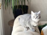 ÖZEL RENK BRİTİSH SHORTHAİR WHİSKAS YAVRUM