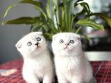SCOTTISH FOLD SILVER POİNT YAVRULARIM
