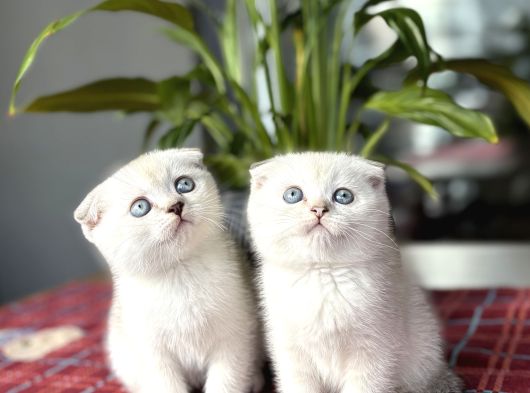 Scottish Fold Silver Poi̇nt Yavrularim