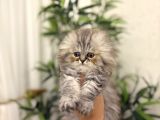 Scottish Fold Longhair Yavrularim