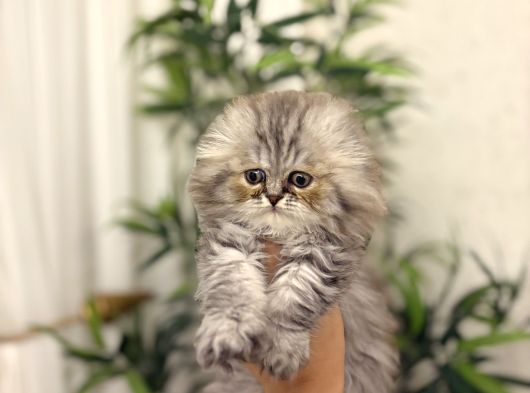 Scottish Fold Longhair Yavrularim görsel