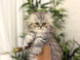 Scottish Fold Longhair Yavrularim