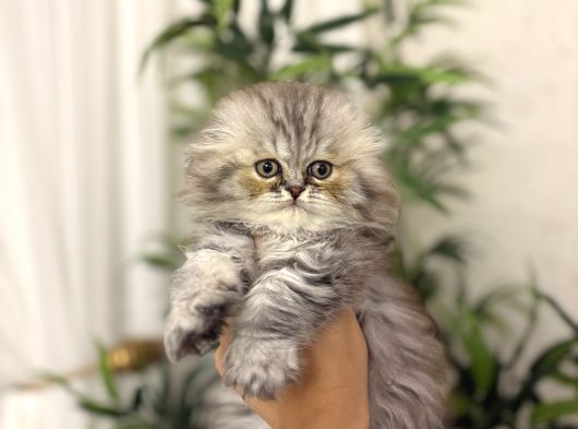 Scottish Fold Longhair Yavrularim görsel