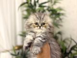 Scottish Fold Longhair Yavrularim