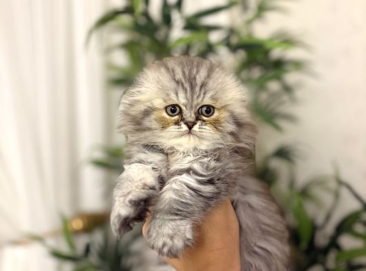 Scottish Fold Longhair Yavrularim görsel