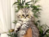 Scottish Fold Longhair Yavrularim