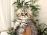SCOTTISH FOLD LONGHAIR YAVRULARIM