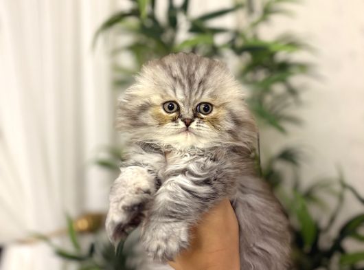 Scottish Fold Longhair Yavrularim
