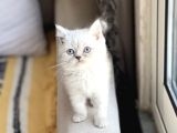 Çok Sevi̇mli̇ Bri̇ti̇sh Shorthai̇r Si̇lver Poi̇nt