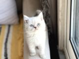 ÇOK SEVİMLİ BRİTİSH SHORTHAİR SİLVER POİNT