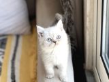 Çok Sevi̇mli̇ Bri̇ti̇sh Shorthai̇r Si̇lver Poi̇nt