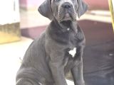 Dev Boy Mavi̇ Göz Cane Corso Aşili A Kali̇te Yavrumuz