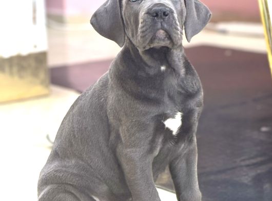 Dev Boy Mavi̇ Göz Cane Corso Aşili A Kali̇te Yavrumuz görsel