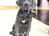 DEV BOY MAVİ GÖZ CANE CORSO AŞILI A KALİTE YAVRUMUZ