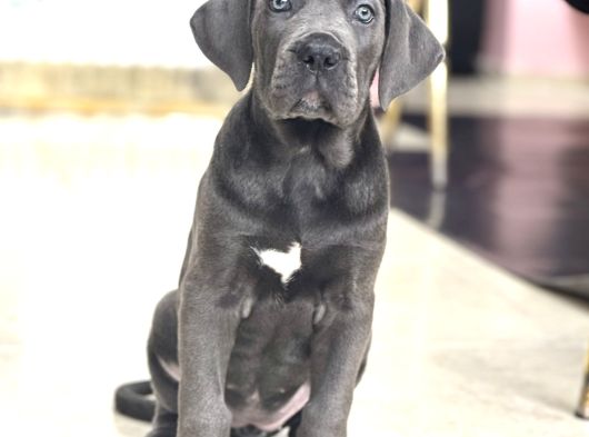 Dev Boy Mavi̇ Göz Cane Corso Aşili A Kali̇te Yavrumuz