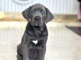 Dev Boy Mavi̇ Göz Cane Corso Aşili A Kali̇te Yavrumuz