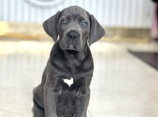 Dev Boy Mavi̇ Göz Cane Corso Aşili A Kali̇te Yavrumuz görsel