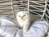 Ayı Kafa Safkan Scottish Fold