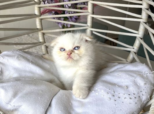 Ayı Kafa Safkan Scottish Fold görsel