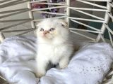 Ayı Kafa Safkan Scottish Fold