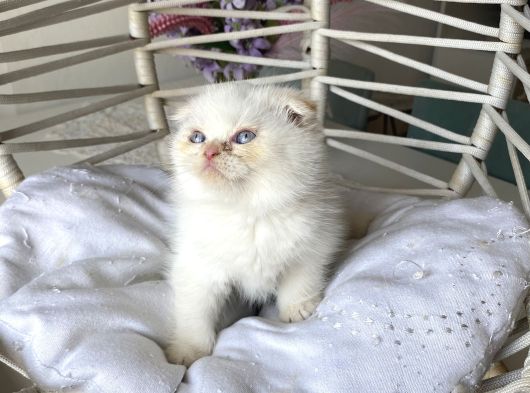 Ayı Kafa Safkan Scottish Fold görsel