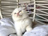 Ayı Kafa Safkan Scottish Fold