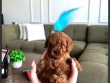 Kore Kan Teacup Oyuncu Adayı Toy Poodle Yavrularımız