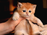 British shorthair golden ny12