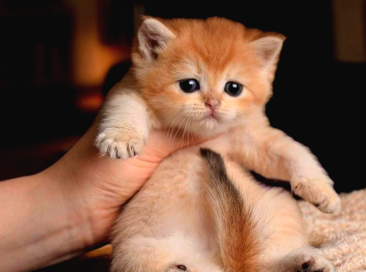 British Shorthair Golden Ny12