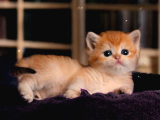 British Shorthair Golden Ny12
